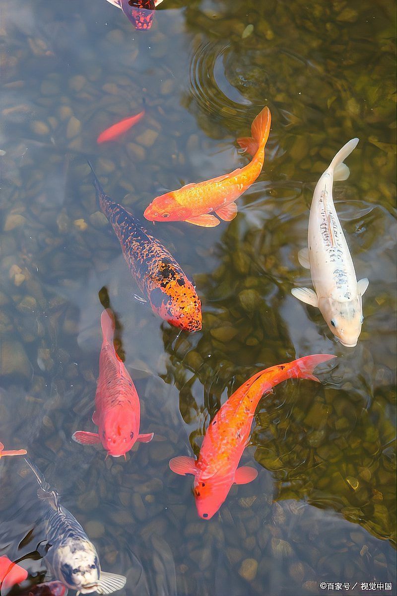 龍魚鱗片感染會自愈嗎？