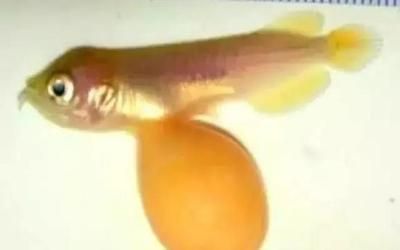 龍魚怎樣長得快一點：如何讓龍魚快速生長 龍魚怎樣長得快一點：如何讓龍魚快速生長 龍魚百科 第2張