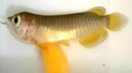 龍魚怎樣長得快一點：如何讓龍魚快速生長 龍魚怎樣長得快一點：如何讓龍魚快速生長 龍魚百科 第3張
