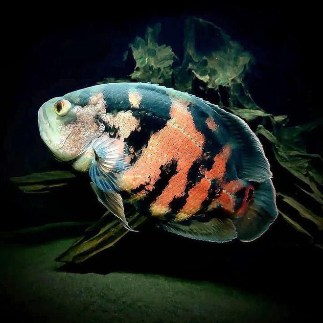 地圖魚和龍魚能混養嗎：地圖魚和龍魚可以混養嗎