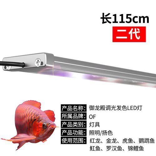 紅金龍魚飼養需要哪些專用設備？