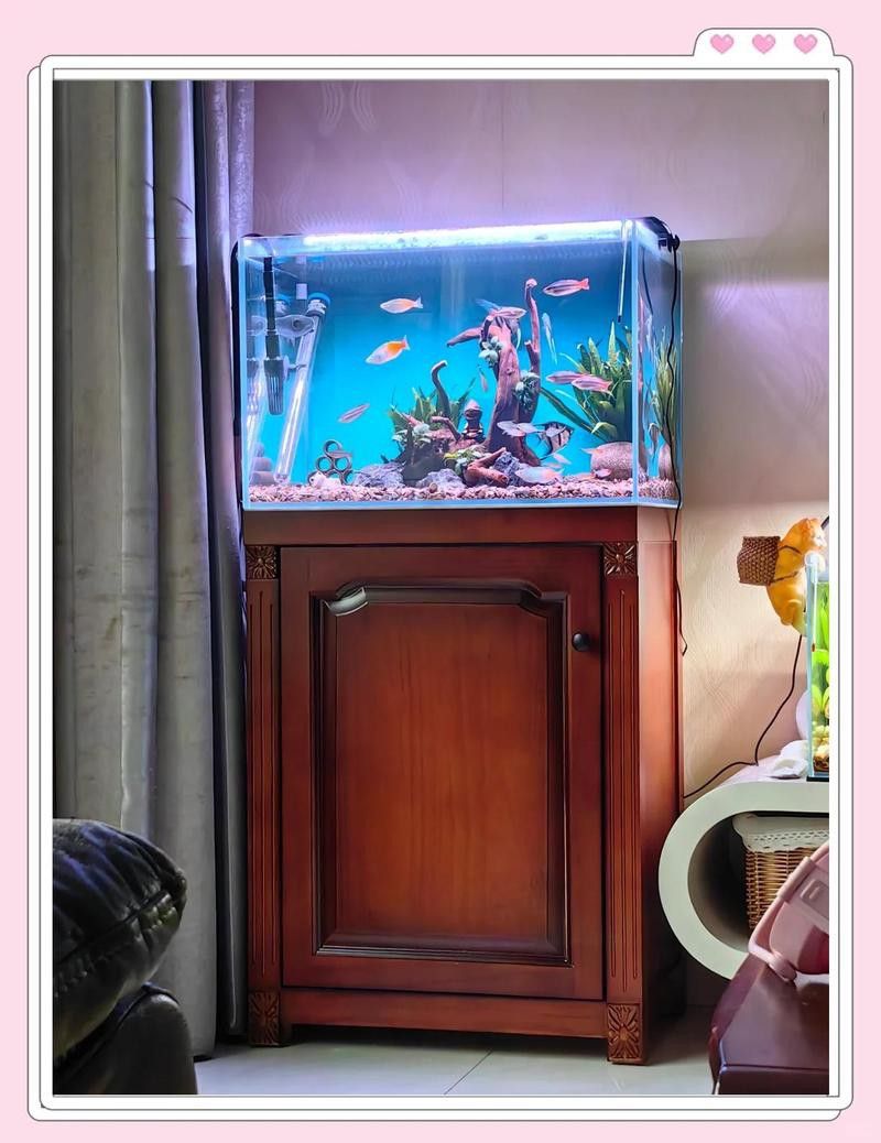 紅金龍魚飼養需要哪些專用設備？