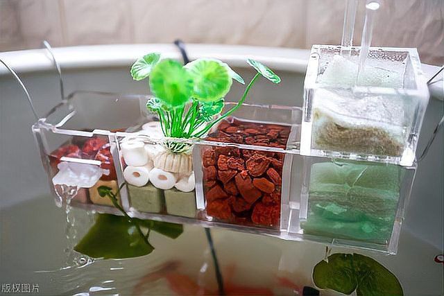 紅金龍魚飼養需要哪些專用設備？