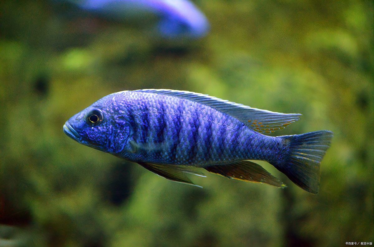 紅金龍魚飼養需要哪些專用設備？