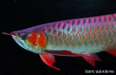 如何判斷水質對龍魚的影響:如何判斷水質對龍魚的影響,魚缸水質對龍魚的影響 龍魚百科 第4張 如何判斷水質對龍魚的影響:如何判斷水質對龍魚的影響,魚缸水質對龍魚的影響 如何判斷水質對龍魚的影響:如何判斷水質對龍魚的影響,魚缸水質對龍魚的影響 龍魚百科 第4張