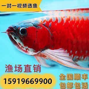 孟吉爾紅龍魚漁場在哪（孟吉爾紅龍魚市場價格對比） 孟吉爾紅龍魚漁場在哪（孟吉爾紅龍魚市場價格對比） 龍魚百科 第2張