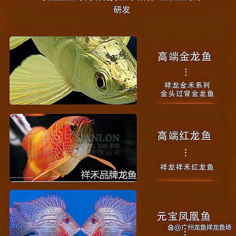 龍魚立鱗病康復期間可以喂食嗎？ 龍魚立鱗病康復期間可以喂食嗎？ 龍魚百科 第1張
