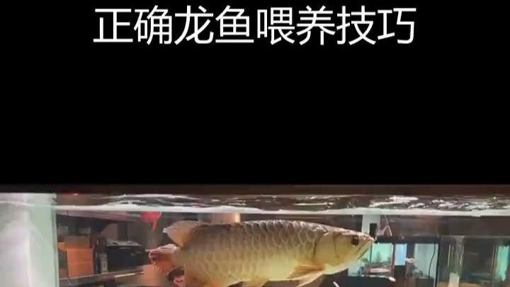 龜增色龍魚多久喂一次？