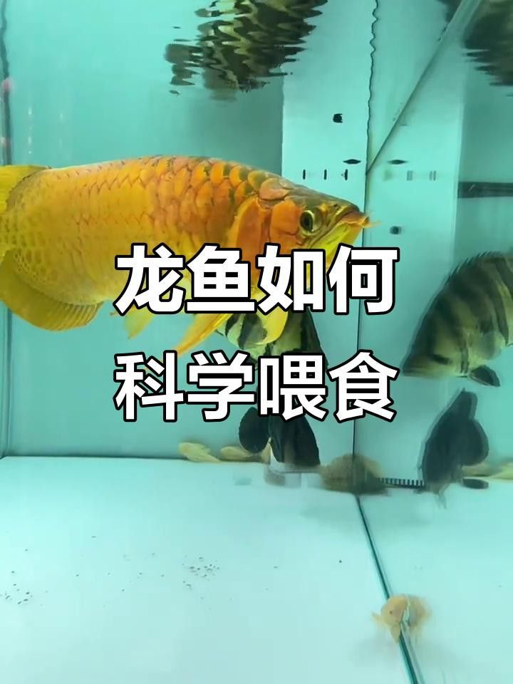 龜增色龍魚多久喂一次？