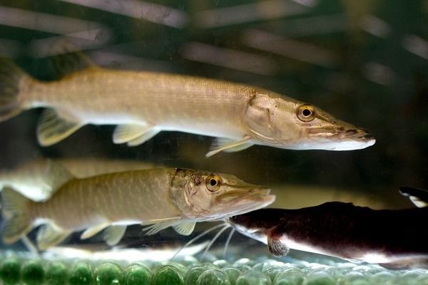 龍魚(yú)缸除了養(yǎng)龍魚(yú)還能養(yǎng)啥魚(yú)：龍魚(yú)缸混養(yǎng)孔雀魚(yú)注意事項(xiàng)