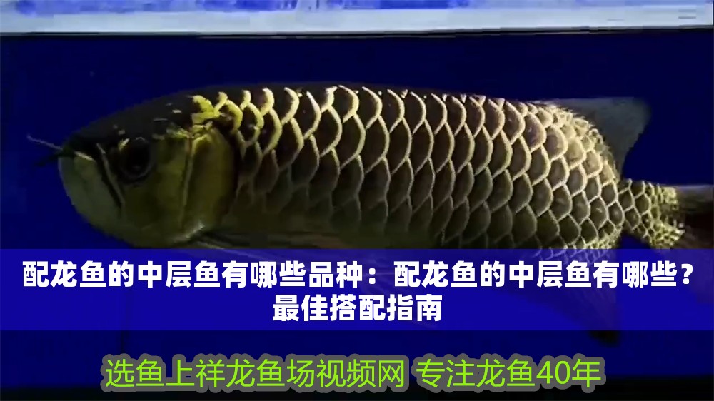 配龍魚的中層魚有哪些品種：配龍魚的中層魚有哪些？最佳搭配指南