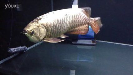 龍魚有芯片和沒有芯片區別在哪（如何辨別龍魚芯片真偽，龍魚芯片對健康有何影響，龍魚芯片信息查詢方法）