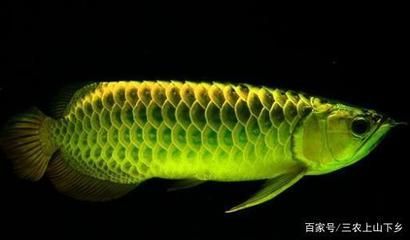 龍魚的養(yǎng)殖技術(shù)與管理：龍魚的養(yǎng)殖技術(shù)與管理方法