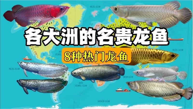 龍魚哪個品種最兇猛？