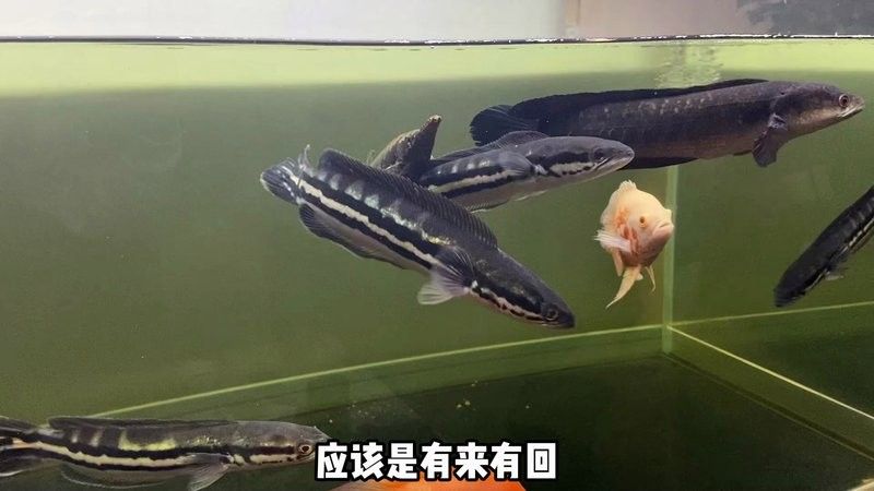 龍魚哪個品種最兇猛？