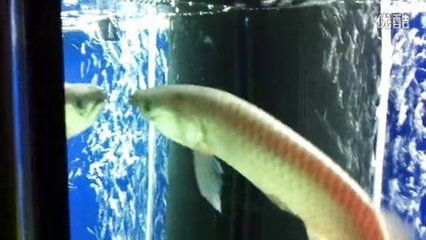 龍魚總張嘴正常嗎：龍魚總張嘴可能有多種原因
