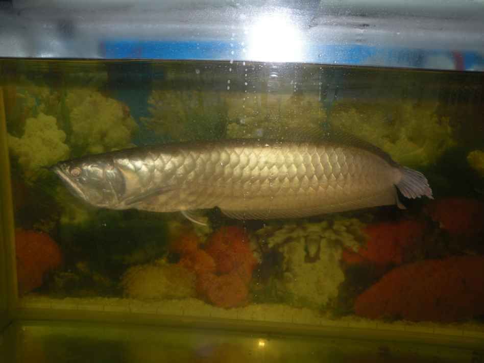 四十公分銀龍魚的價格：四十公分銀龍魚價格大致在一定的范圍內波動