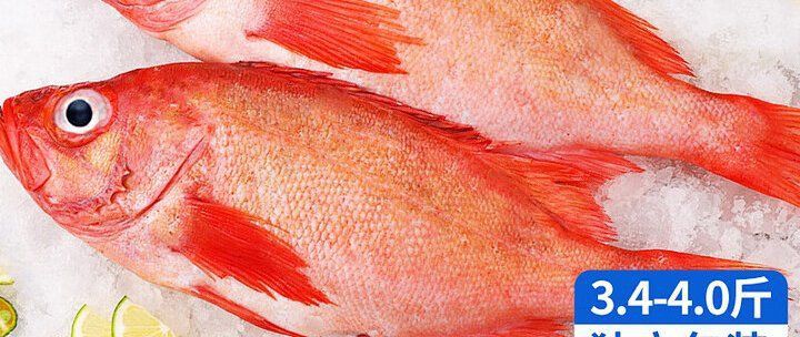 美國大眼班魚是雜牌魚嗎 龍魚百科 第3張 美國大眼班魚是雜牌魚嗎 美國大眼班魚是雜牌魚嗎 龍魚百科 第3張