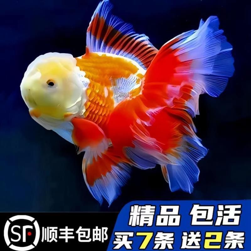 龍鳳錦鯉選購技巧:選購龍鳳錦鯉的技巧 龍魚百科 第1張 龍鳳錦鯉選購技巧:選購龍鳳錦鯉的技巧 龍鳳錦鯉選購技巧:選購龍鳳錦鯉的技巧 龍魚百科 第1張
