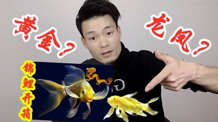 龍鳳錦鯉選購技巧:選購龍鳳錦鯉的技巧 龍魚百科 第2張 龍鳳錦鯉選購技巧:選購龍鳳錦鯉的技巧 龍鳳錦鯉選購技巧:選購龍鳳錦鯉的技巧 龍魚百科 第2張