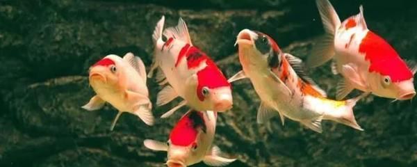 龍鳳錦鯉選購技巧:選購龍鳳錦鯉的技巧 龍魚百科 第5張 龍鳳錦鯉選購技巧:選購龍鳳錦鯉的技巧 龍鳳錦鯉選購技巧:選購龍鳳錦鯉的技巧 龍魚百科 第5張