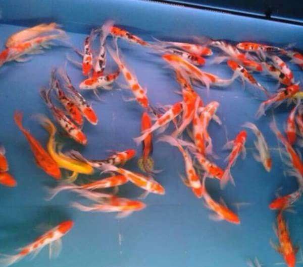 龍鳳錦鯉選購技巧:選購龍鳳錦鯉的技巧 龍魚百科 第4張 龍鳳錦鯉選購技巧:選購龍鳳錦鯉的技巧 龍鳳錦鯉選購技巧:選購龍鳳錦鯉的技巧 龍魚百科 第4張