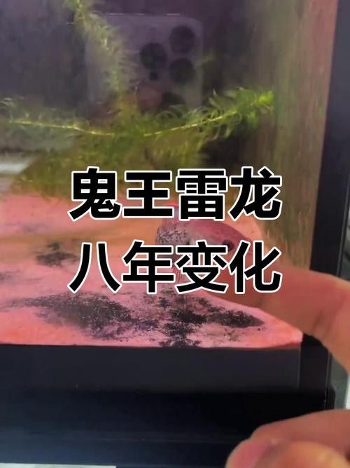哪里可以找到鬼王雷龍的圖片