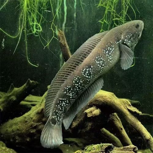 哪里可以找到鬼王雷龍的圖片