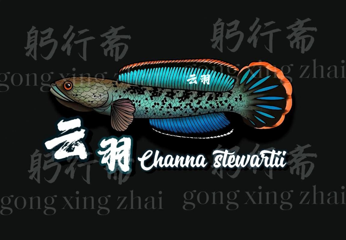 哪里可以找到鬼王雷龍的圖片