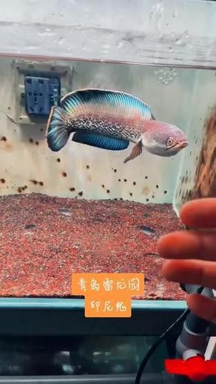 哪里可以找到鬼王雷龍的圖片
