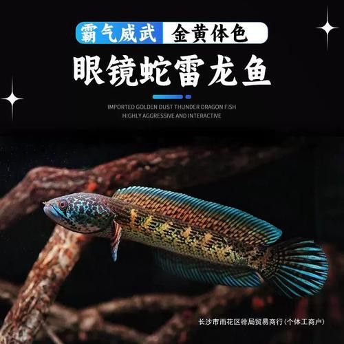 哪里可以找到鬼王雷龍的圖片