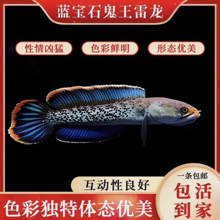 哪里可以找到鬼王雷龍的圖片