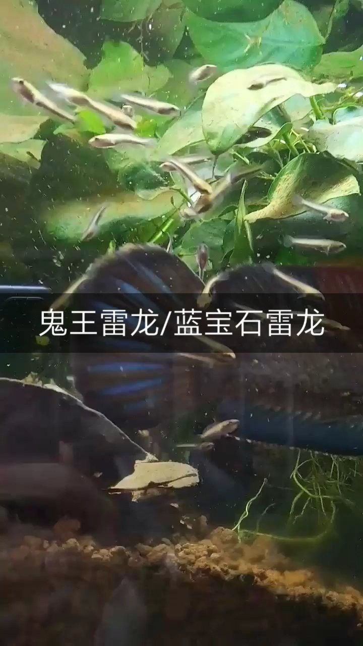 哪里可以找到鬼王雷龍的圖片