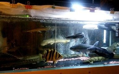 龍魚和鐵甲武士魚混養：龍魚和鐵甲武士魚是否適合混養，龍魚和鐵甲武士魚混養的具體信息