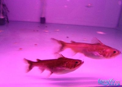 龍魚和鐵甲武士魚混養：龍魚和鐵甲武士魚是否適合混養，龍魚和鐵甲武士魚混養的具體信息