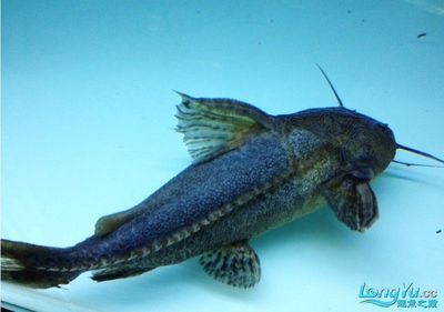 龍魚和鐵甲武士魚混養：龍魚和鐵甲武士魚是否適合混養，龍魚和鐵甲武士魚混養的具體信息