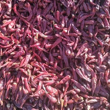 綠皮辣椒紅龍的價格是多少？