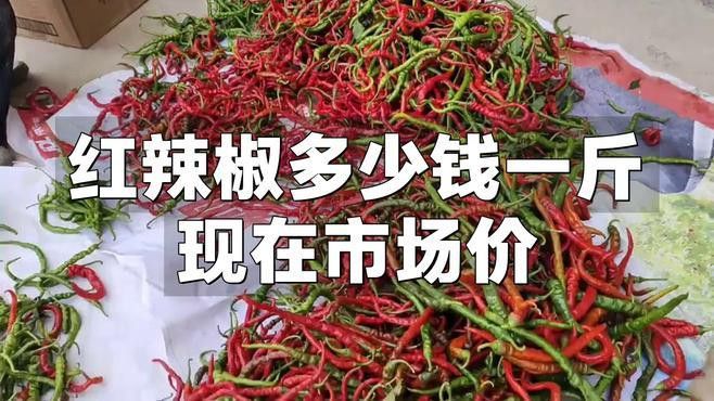 綠皮辣椒紅龍的價格是多少？