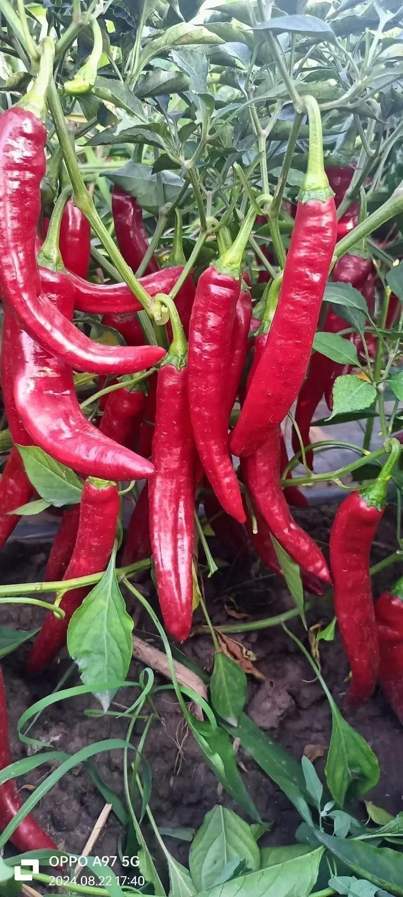 綠皮辣椒紅龍的價格是多少？