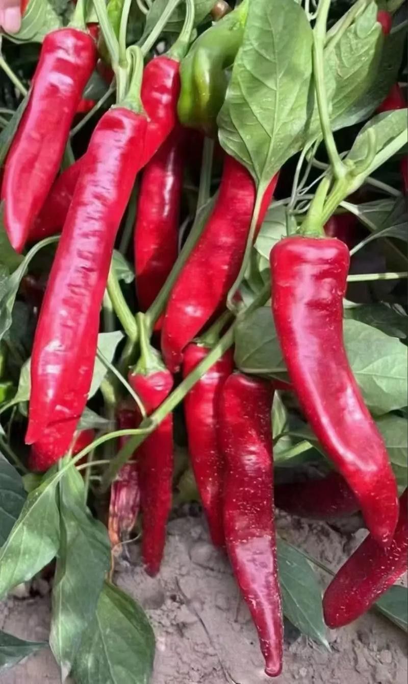 綠皮辣椒紅龍的價格是多少？