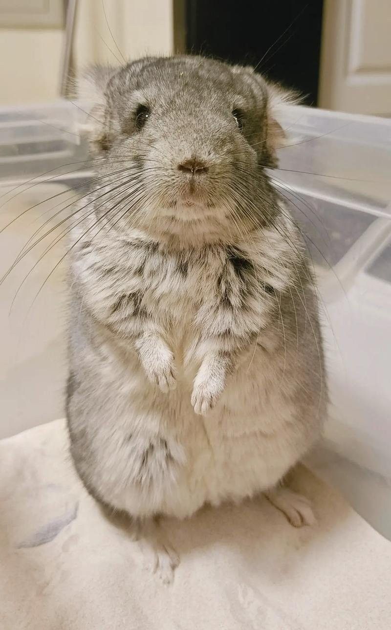 龍貓發(fā)情時有哪些表現(xiàn)？