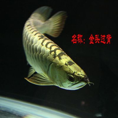 紅龍魚高背過背怎么區(qū)分：紅龍魚高背和過背怎么區(qū)分