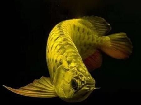 龍魚燈怎么擺放對龍魚發色好呢視頻：如何選擇適合龍魚的燈光顏色 龍魚燈怎么擺放對龍魚發色好呢視頻：如何選擇適合龍魚的燈光顏色 龍魚百科 第4張