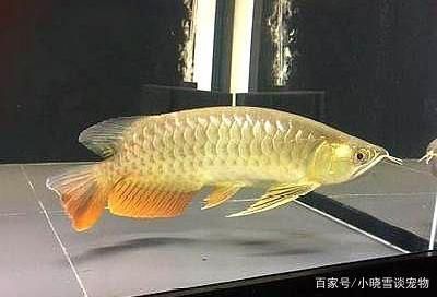 龍魚換水后趴缸怎么辦（龍魚換水后趴缸可能由多種原因引起，龍魚趴缸正確喂養策略） 龍魚換水后趴缸怎么辦（龍魚換水后趴缸可能由多種原因引起，龍魚趴缸正確喂養策略） 龍魚百科 第3張