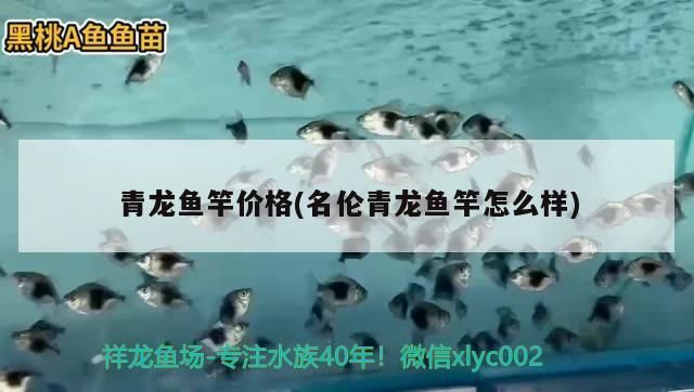 金龍魚和紅龍魚哪個更昂貴一點（金龍魚和紅龍魚哪個更昂貴？）