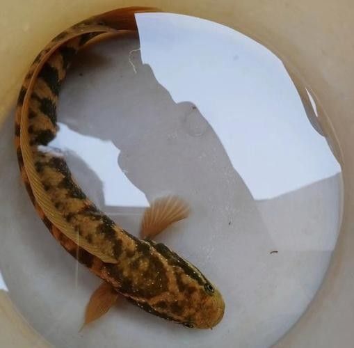 龍魚的虎斑是什么品種圖片大全