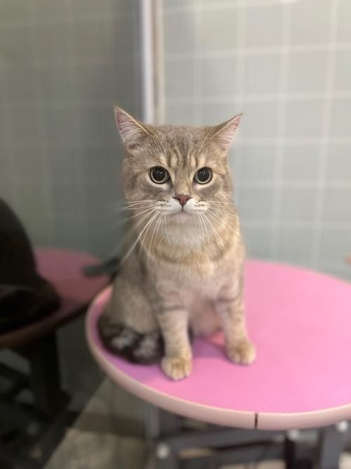 龍魚的虎斑是什么品種圖片大全