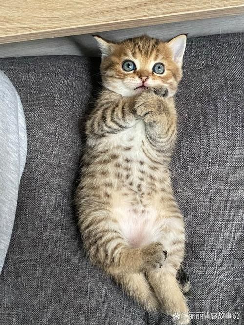 龍魚的虎斑是什么品種圖片大全