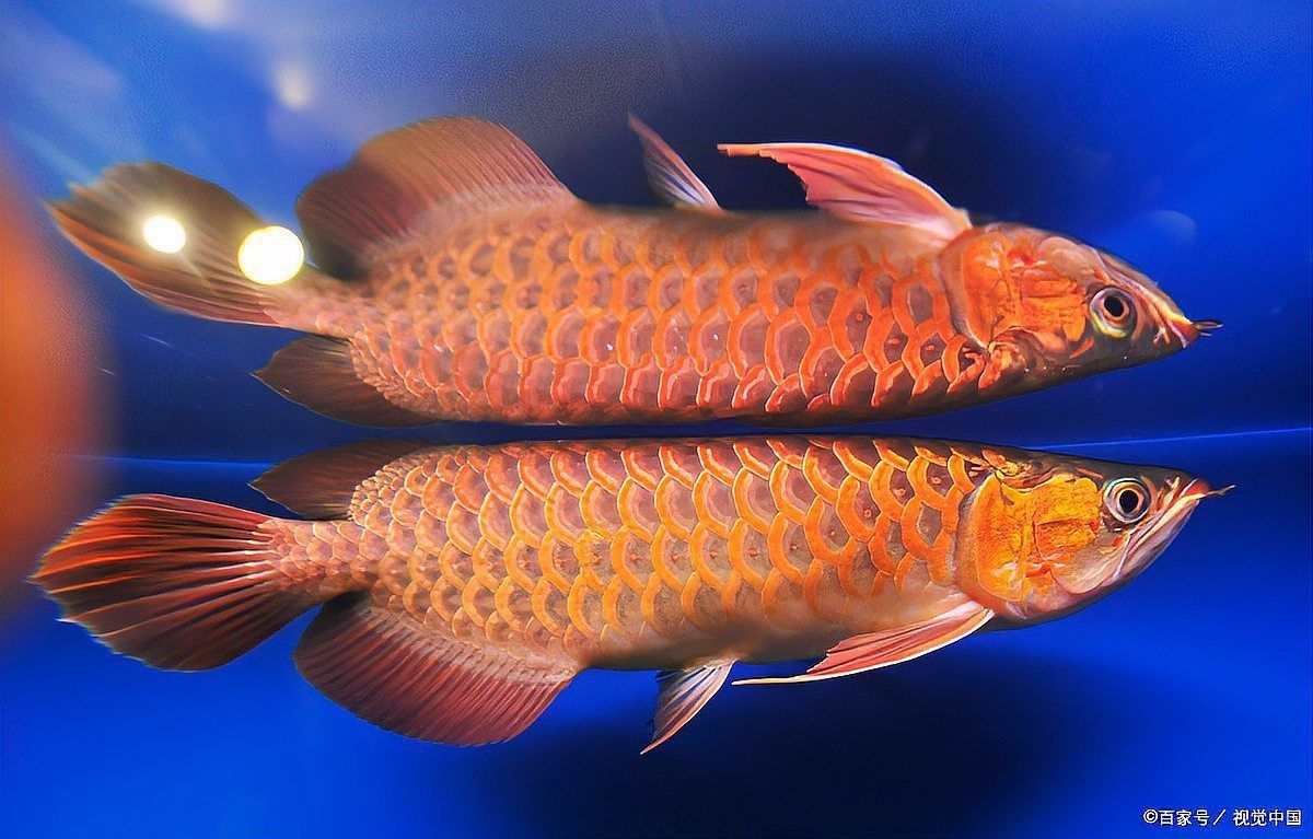 金龍魚(yú)最高多少度熱死