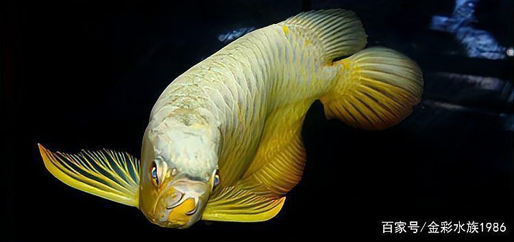 金龍魚(yú)最高多少度熱死